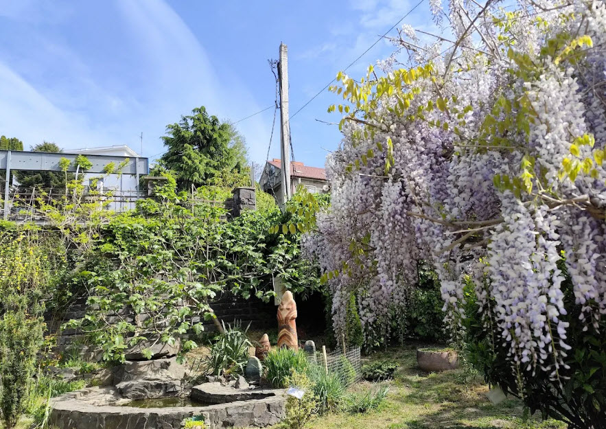 UzhNU Botanical Garden, Ukraine